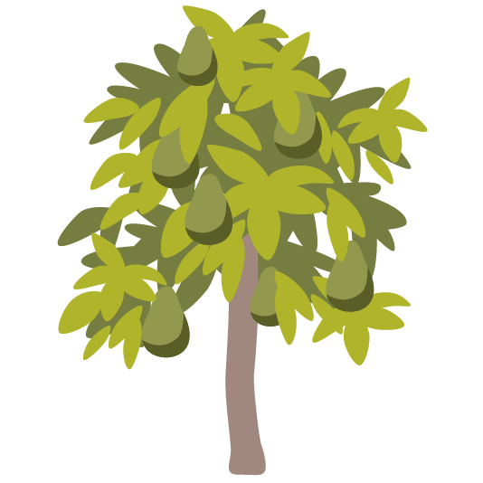 evergreen tree avocado