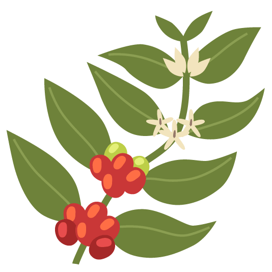 evergreen tree coffee