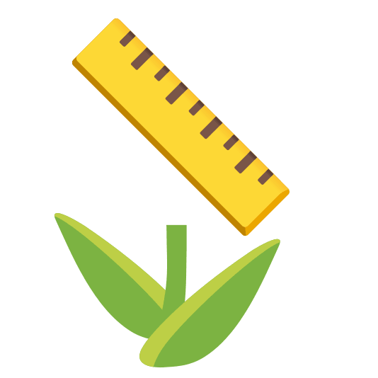 tulip straight ruler