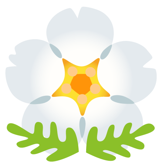 cherry blossom blossom