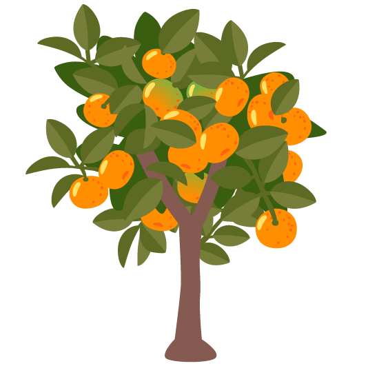 tangerine evergreen tree