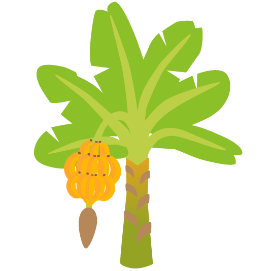 banana evergreen tree