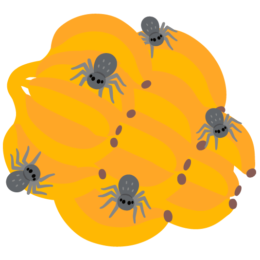 banana spider