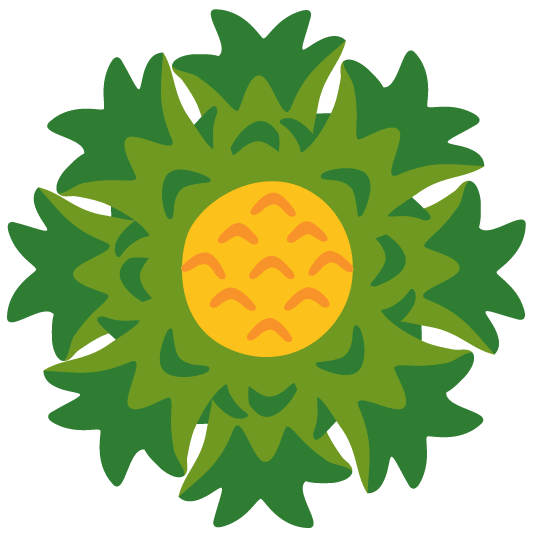 pineapple blossom