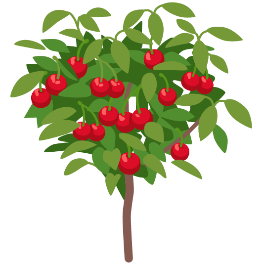 cherries evergreen tree