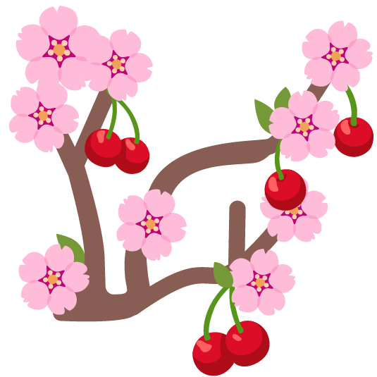cherries cherry blossom