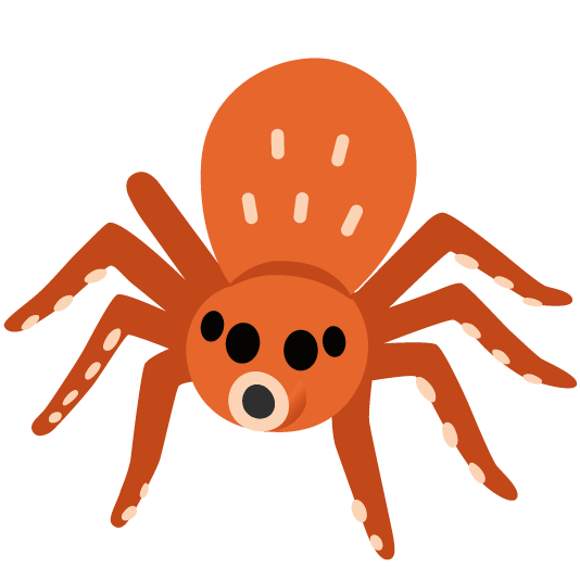 octopus spider