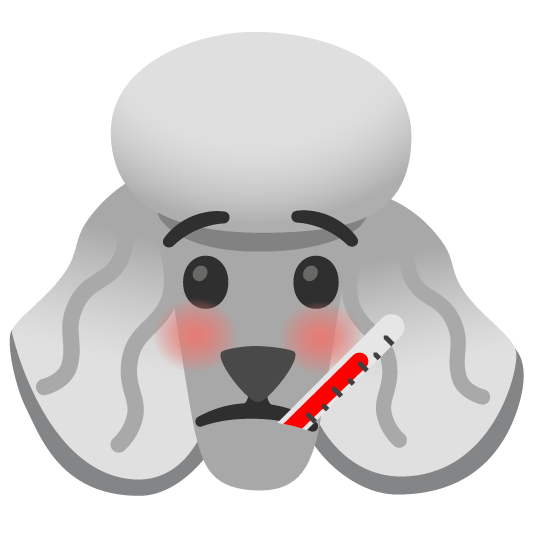 poodle face with thermometer