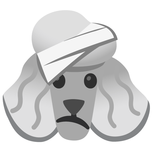 poodle face with head bandage