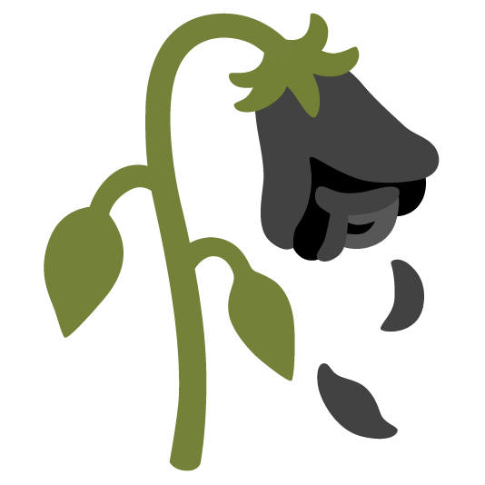 black heart wilted flower