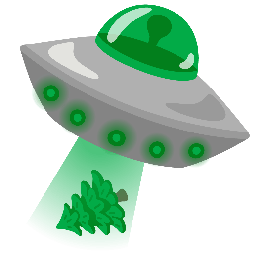 flying saucer evergreen tree