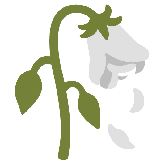 white heart wilted flower